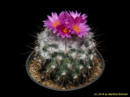 Gymnocactus viereckii 1507